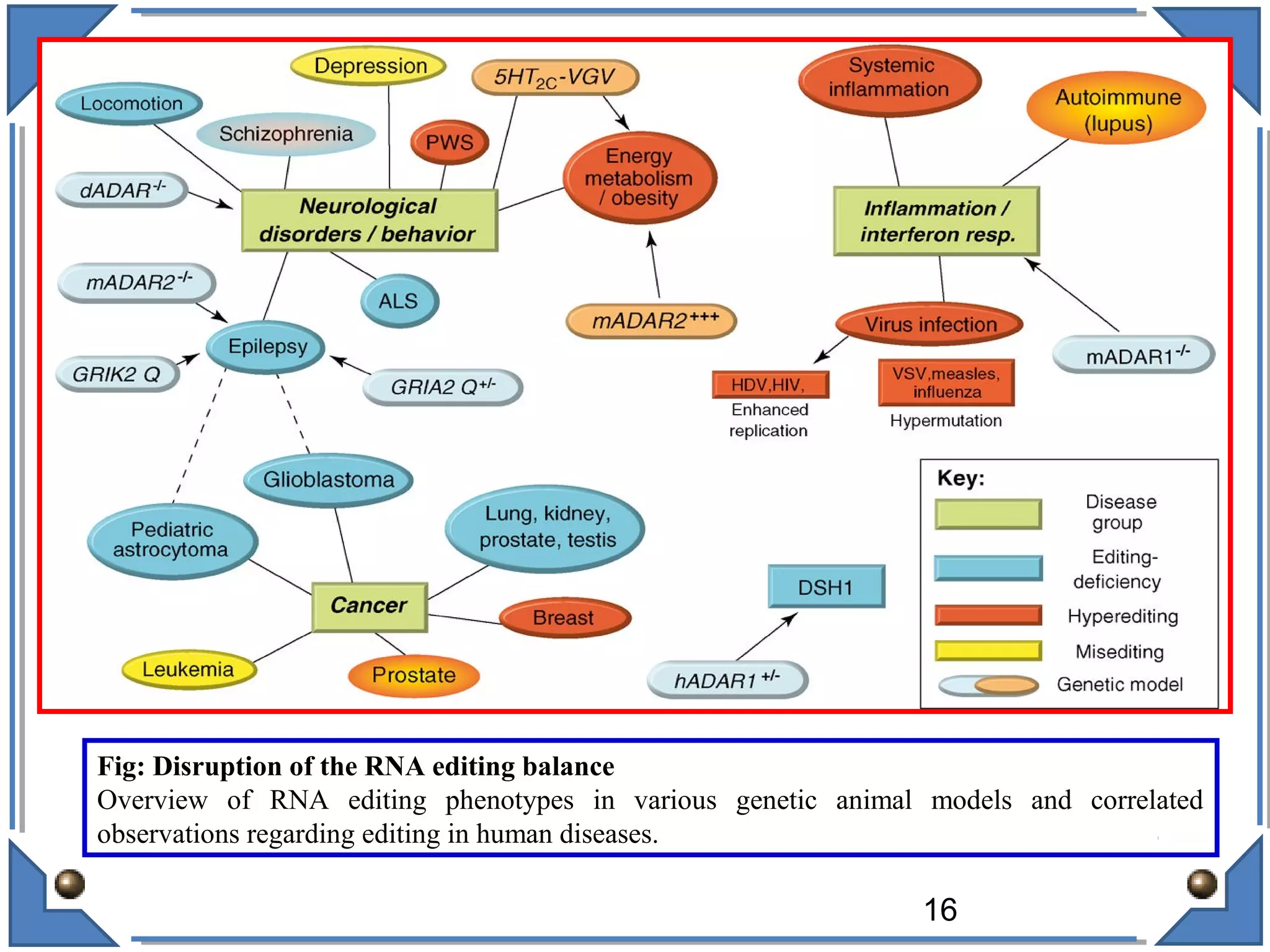 Fig: Disruption of the RNA editing balance
Overview of RNA editing phenotypes in various genetic animal models and correlated
observations regarding editing in human diseases.
16
 