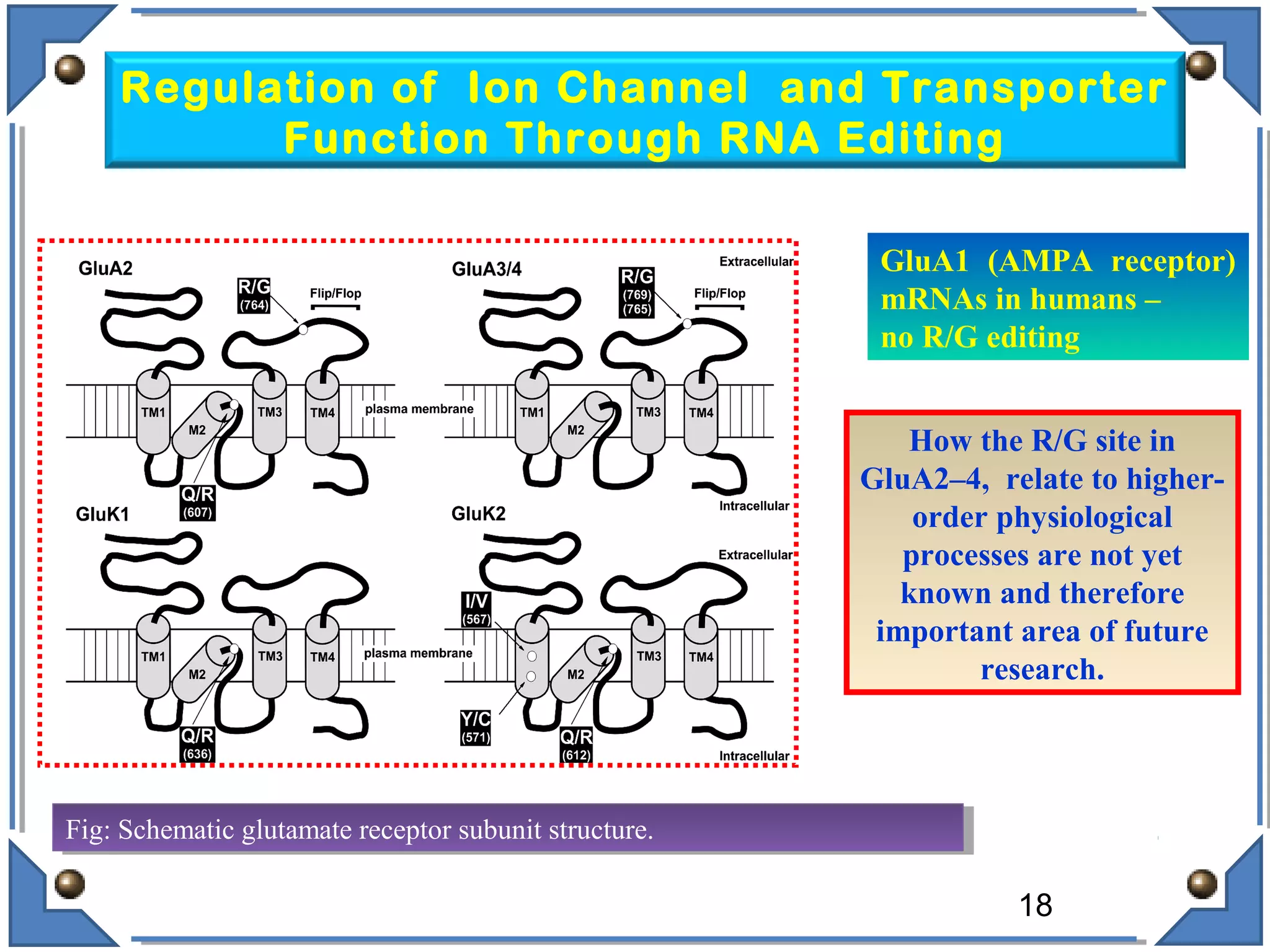 Fig: Schematic glutamate receptor subunit structure.Fig: Schematic glutamate receptor subunit structure.
Regulation of Ion Channel and Transporter
Function Through RNA Editing
How the R/G site in
GluA2–4, relate to higher-
order physiological
processes are not yet
known and therefore
important area of future
research.
GluA1 (AMPA receptor)
mRNAs in humans –
no R/G editing
18
 