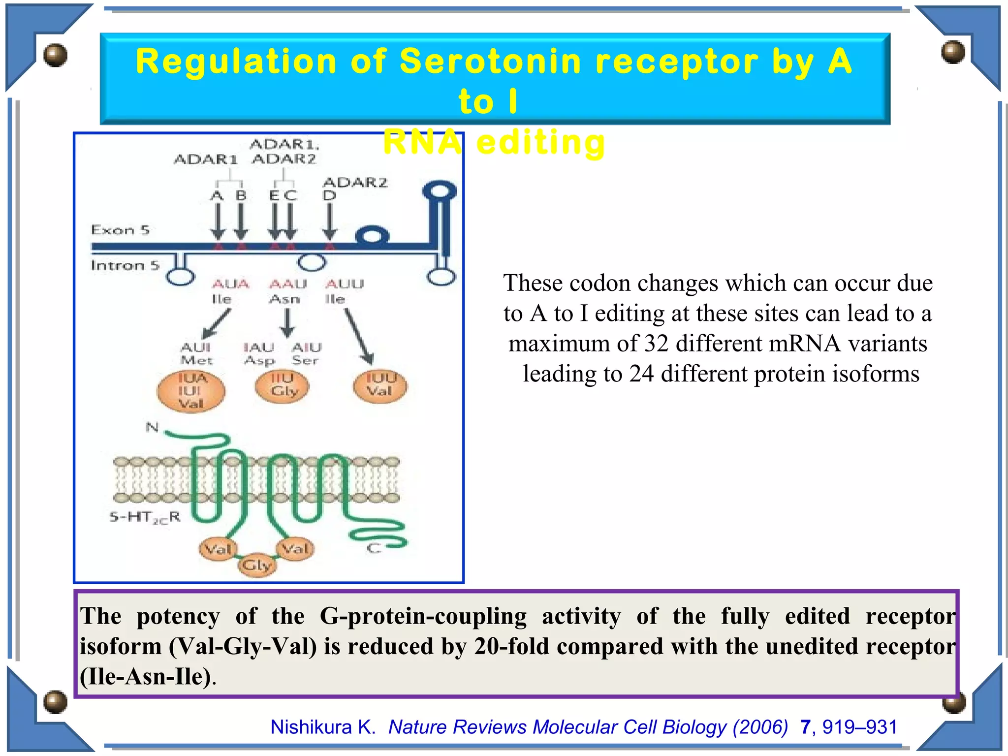 Nishikura K. Nature Reviews Molecular Cell Biology (2006) 7, 919–931
The potency of the G-protein-coupling activity of the fully edited receptor
isoform (Val-Gly-Val) is reduced by 20-fold compared with the unedited receptor
(Ile-Asn-Ile).
Regulation of Serotonin receptor by A
to I
RNA editing
These codon changes which can occur due
to A to I editing at these sites can lead to a
maximum of 32 different mRNA variants
leading to 24 different protein isoforms
 