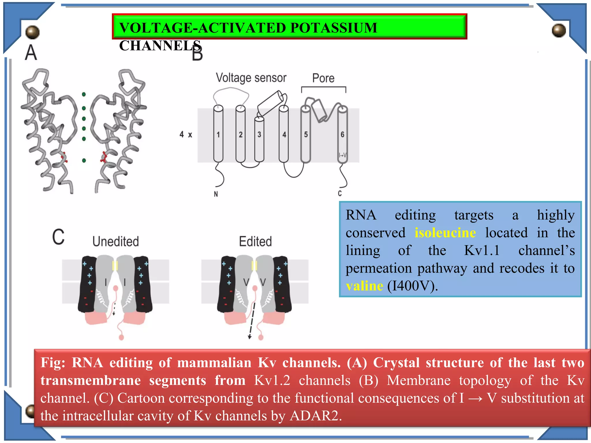 Fig: RNA editing of mammalian Kv channels. (A) Crystal structure of the last two
transmembrane segments from Kv1.2 channels (B) Membrane topology of the Kv
channel. (C) Cartoon corresponding to the functional consequences of I → V substitution at
the intracellular cavity of Kv channels by ADAR2.
RNA editing targets a highly
conserved isoleucine located in the
lining of the Kv1.1 channel’s
permeation pathway and recodes it to
valine (I400V).
VOLTAGE-ACTIVATED POTASSIUM
CHANNELS
 