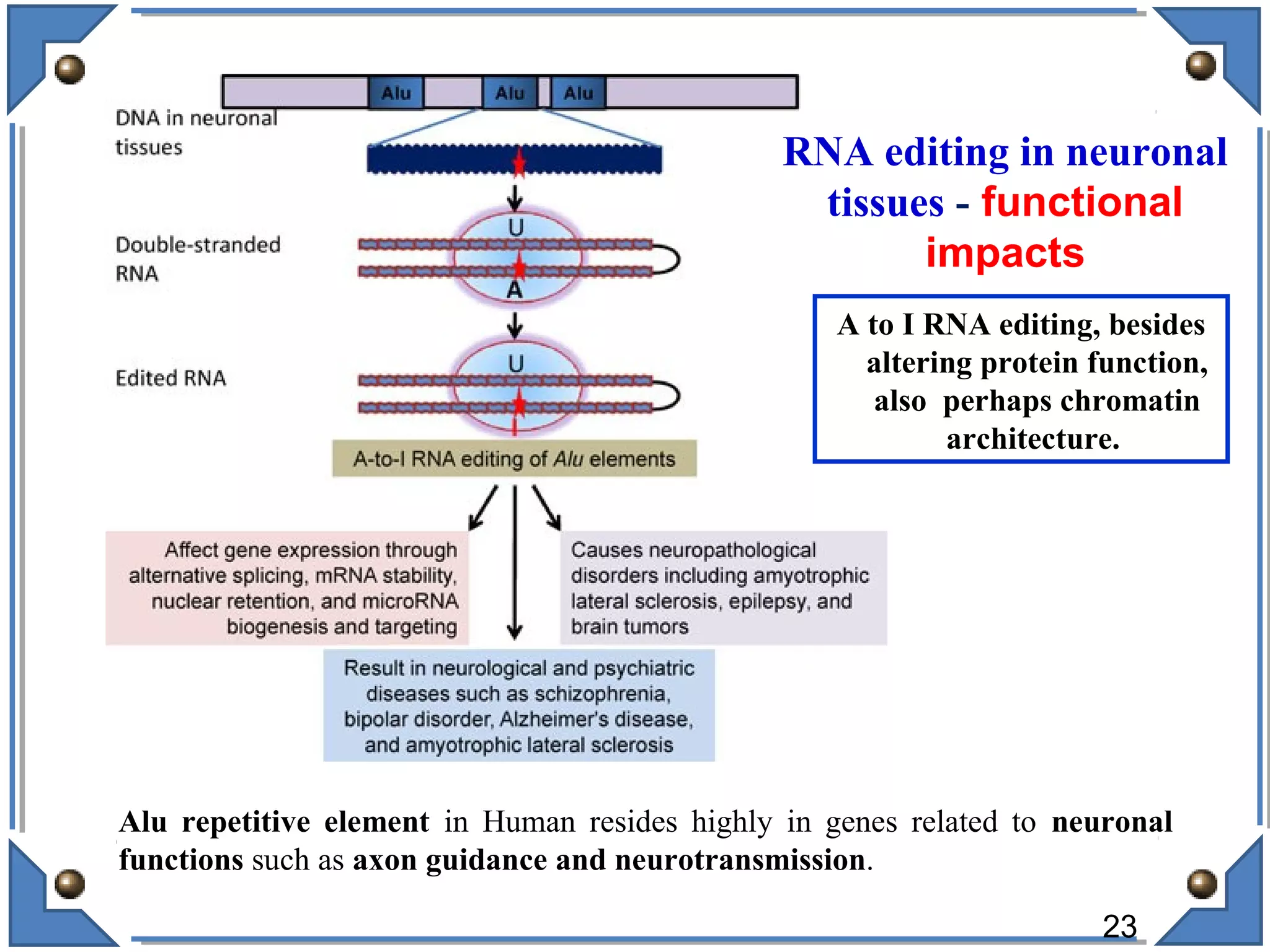 RNA editing in neuronal
tissues - functional
impacts
A to I RNA editing, besides
altering protein function,
also perhaps chromatin
architecture.
Alu repetitive element in Human resides highly in genes related to neuronal
functions such as axon guidance and neurotransmission.
23
 