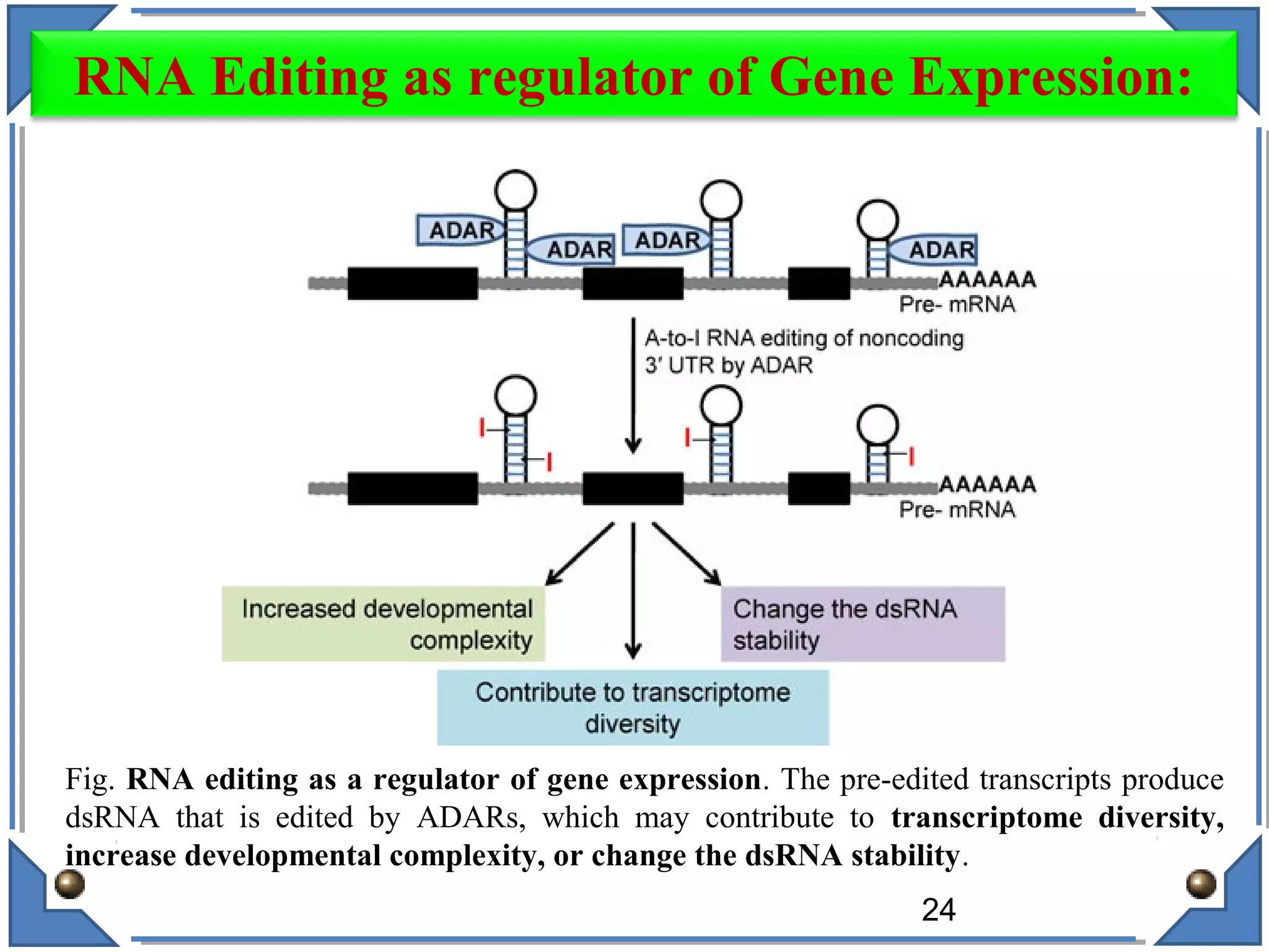 Fig. RNA editing as a regulator of gene expression. The pre-edited transcripts produce
dsRNA that is edited by ADARs, which may contribute to transcriptome diversity,
increase developmental complexity, or change the dsRNA stability.
24
RNA Editing as regulator of Gene Expression:
 