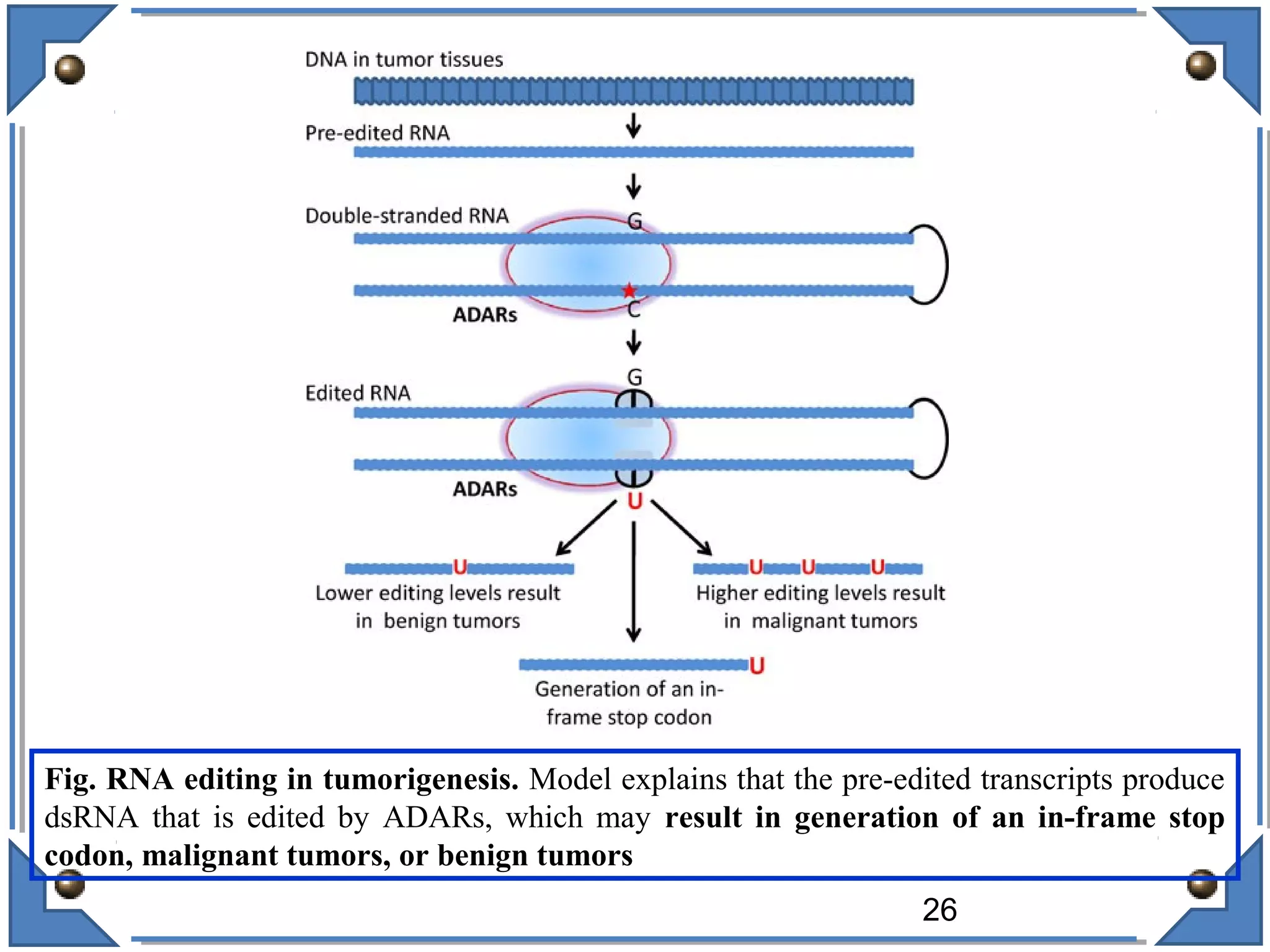 Fig. RNA editing in tumorigenesis. Model explains that the pre-edited transcripts produce
dsRNA that is edited by ADARs, which may result in generation of an in-frame stop
codon, malignant tumors, or benign tumors
26
 