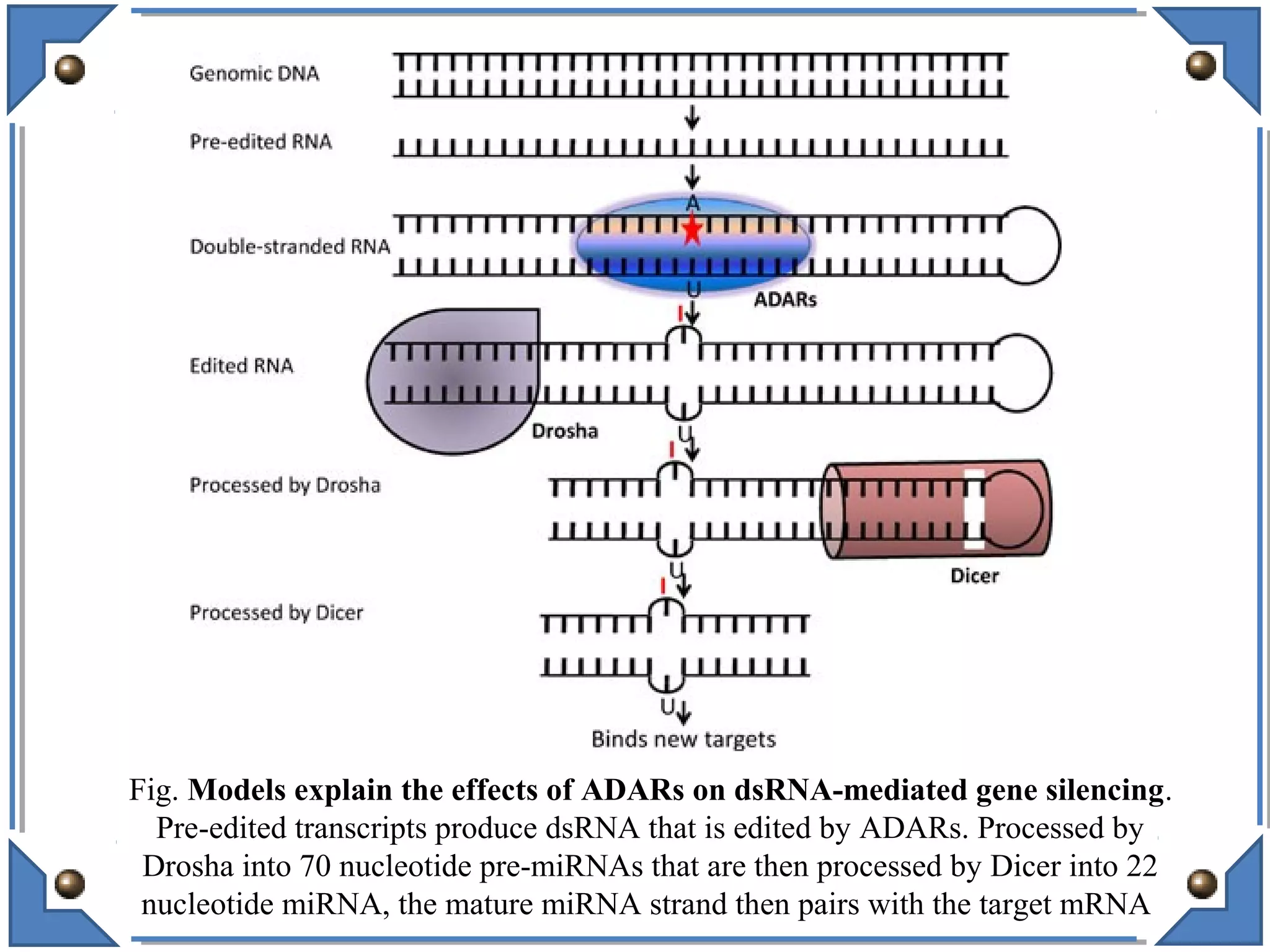 Fig. Models explain the effects of ADARs on dsRNA-mediated gene silencing.
Pre-edited transcripts produce dsRNA that is edited by ADARs. Processed by
Drosha into 70 nucleotide pre-miRNAs that are then processed by Dicer into 22
nucleotide miRNA, the mature miRNA strand then pairs with the target mRNA
 