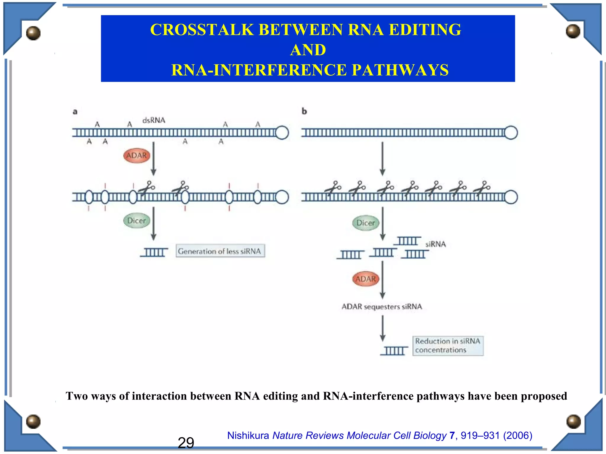 Nishikura Nature Reviews Molecular Cell Biology 7, 919–931 (2006)
Two ways of interaction between RNA editing and RNA-interference pathways have been proposed
CROSSTALK BETWEEN RNA EDITING
AND
RNA-INTERFERENCE PATHWAYS
29
 