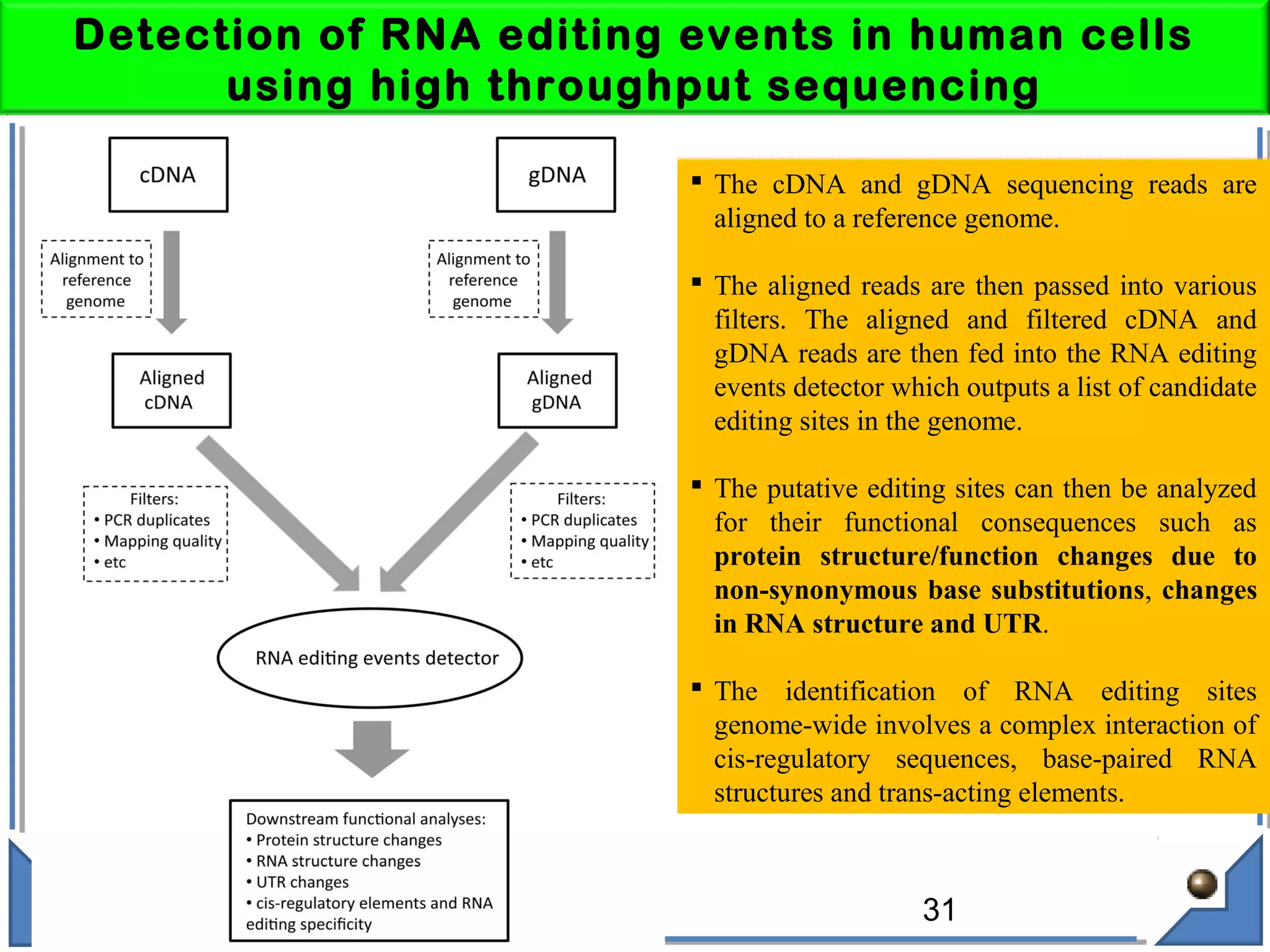 Detection of RNA editing events in human cells
using high throughput sequencing
 The cDNA and gDNA sequencing reads are
aligned to a reference genome.
 The aligned reads are then passed into various
filters. The aligned and filtered cDNA and
gDNA reads are then fed into the RNA editing
events detector which outputs a list of candidate
editing sites in the genome.
 The putative editing sites can then be analyzed
for their functional consequences such as
protein structure/function changes due to
non-synonymous base substitutions, changes
in RNA structure and UTR.
 The identification of RNA editing sites
genome-wide involves a complex interaction of
cis-regulatory sequences, base-paired RNA
structures and trans-acting elements.
31
 