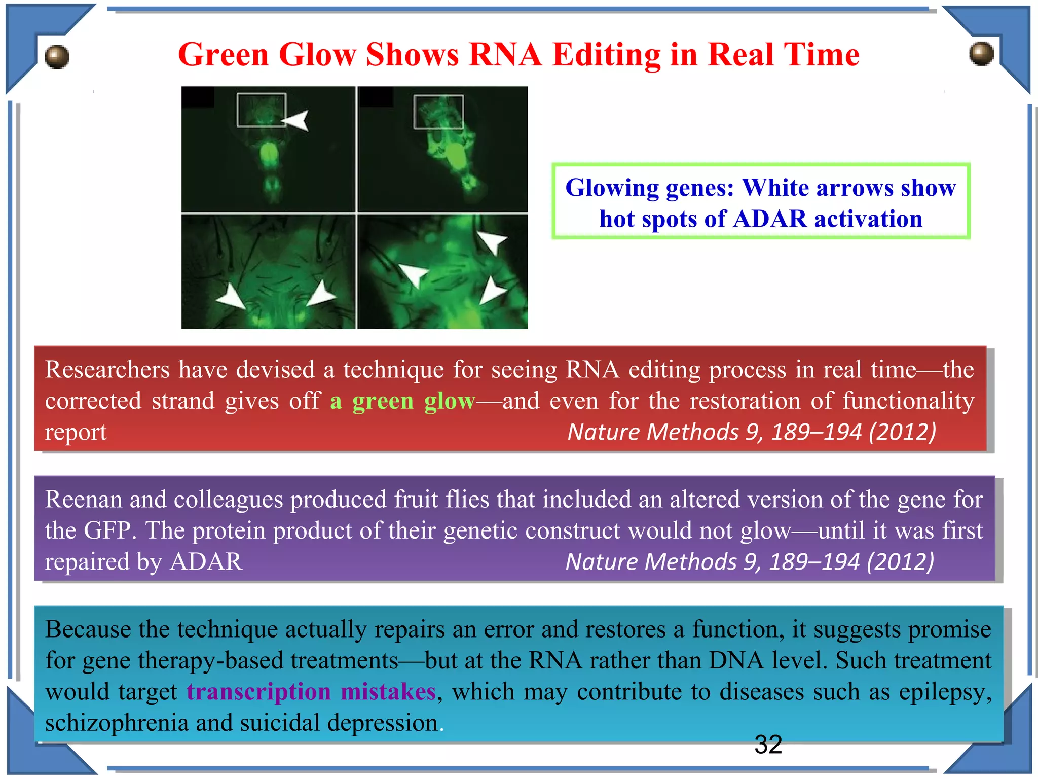 Green Glow Shows RNA Editing in Real Time
Glowing genes: White arrows show
hot spots of ADAR activation
Researchers have devised a technique for seeing RNA editing process in real time—the
corrected strand gives off a green glow—and even for the restoration of functionality
report Nature Methods 9, 189–194 (2012)
Researchers have devised a technique for seeing RNA editing process in real time—the
corrected strand gives off a green glow—and even for the restoration of functionality
report Nature Methods 9, 189–194 (2012)
Reenan and colleagues produced fruit flies that included an altered version of the gene for
the GFP. The protein product of their genetic construct would not glow—until it was first
repaired by ADAR Nature Methods 9, 189–194 (2012)
Reenan and colleagues produced fruit flies that included an altered version of the gene for
the GFP. The protein product of their genetic construct would not glow—until it was first
repaired by ADAR Nature Methods 9, 189–194 (2012)
Because the technique actually repairs an error and restores a function, it suggests promise
for gene therapy-based treatments—but at the RNA rather than DNA level. Such treatment
would target transcription mistakes, which may contribute to diseases such as epilepsy,
schizophrenia and suicidal depression.
Because the technique actually repairs an error and restores a function, it suggests promise
for gene therapy-based treatments—but at the RNA rather than DNA level. Such treatment
would target transcription mistakes, which may contribute to diseases such as epilepsy,
schizophrenia and suicidal depression.
32
 