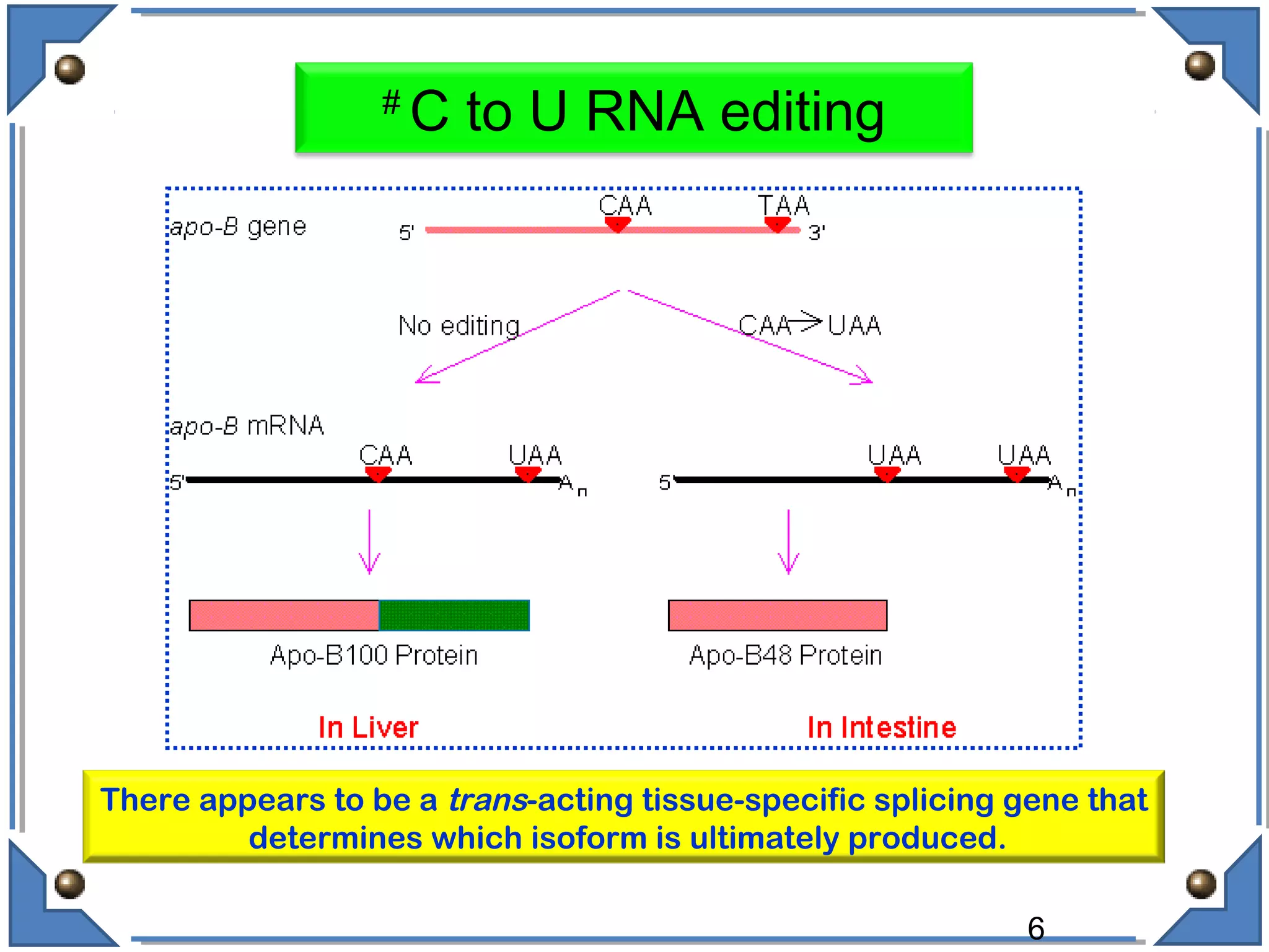 6
#
C to U RNA editing
There appears to be a trans-acting tissue-specific splicing gene that
determines which isoform is ultimately produced.
 