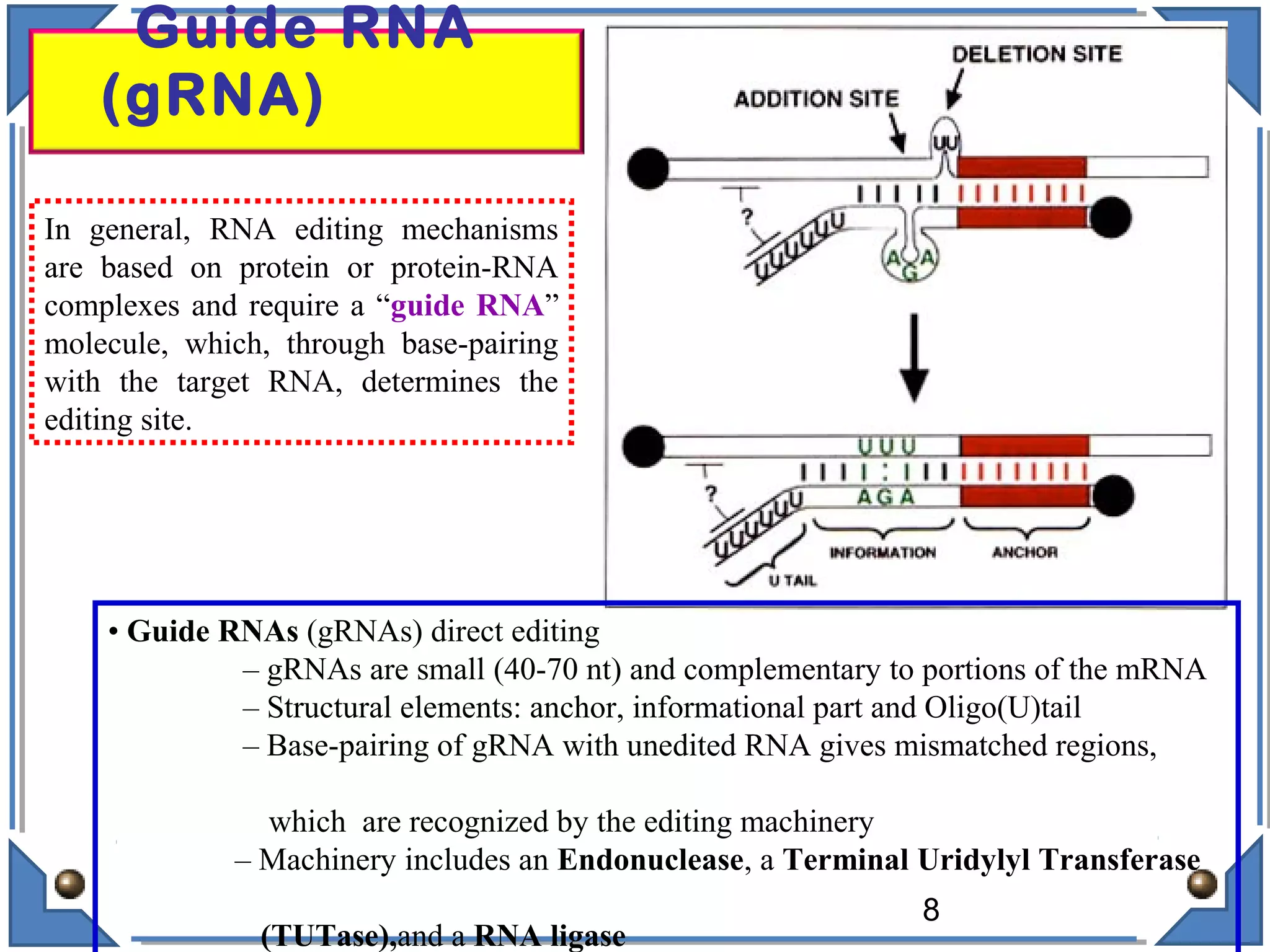 Guide RNA
(gRNA)
• Guide RNAs (gRNAs) direct editing
– gRNAs are small (40-70 nt) and complementary to portions of the mRNA
– Structural elements: anchor, informational part and Oligo(U)tail
– Base-pairing of gRNA with unedited RNA gives mismatched regions,
which are recognized by the editing machinery
– Machinery includes an Endonuclease, a Terminal Uridylyl Transferase
(TUTase),and a RNA ligase
In general, RNA editing mechanisms
are based on protein or protein-RNA
complexes and require a “guide RNA”
molecule, which, through base-pairing
with the target RNA, determines the
editing site.
8
 