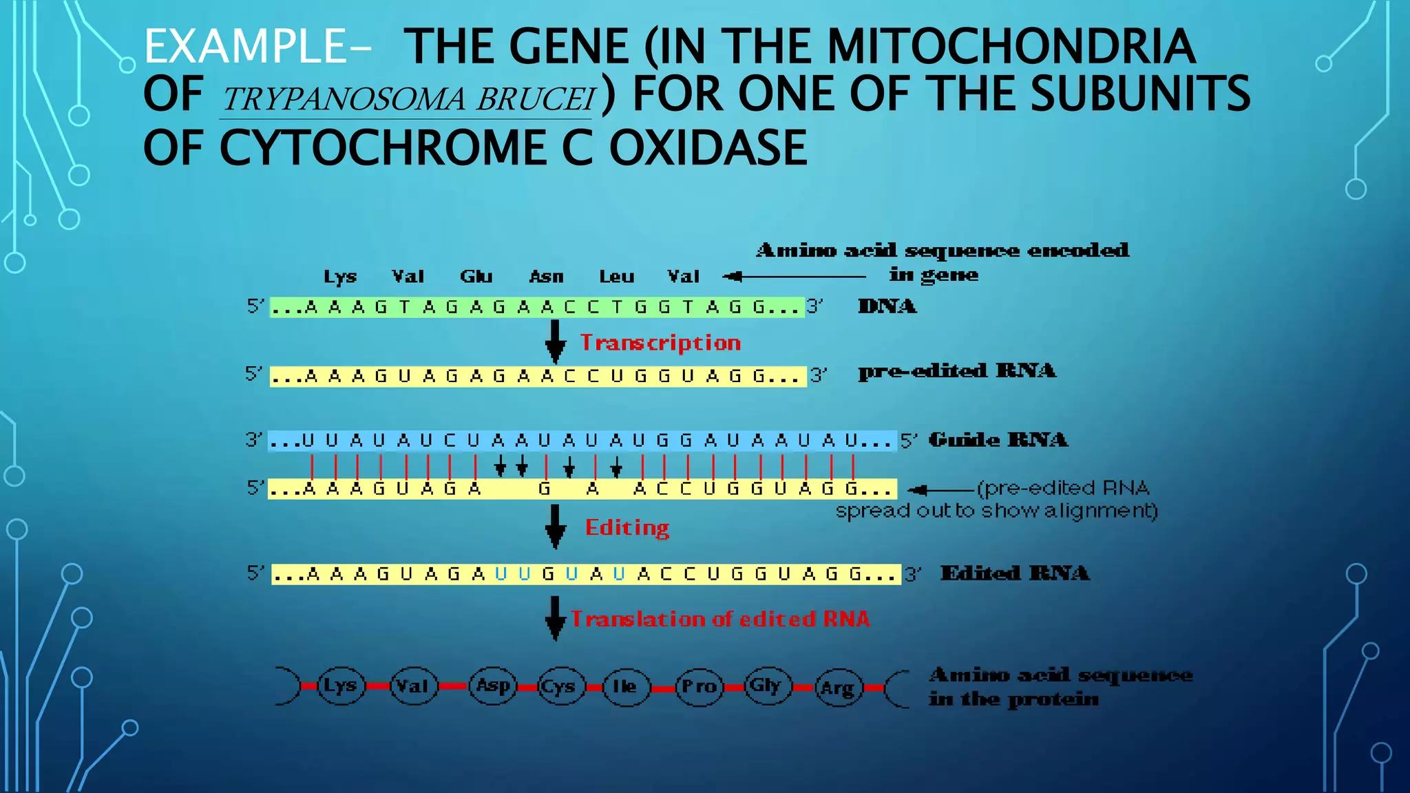 EXAMPLE- THE GENE (IN THE MITOCHONDRIA
OF TRYPANOSOMA BRUCEI ) FOR ONE OF THE SUBUNITS
OF CYTOCHROME C OXIDASE
 