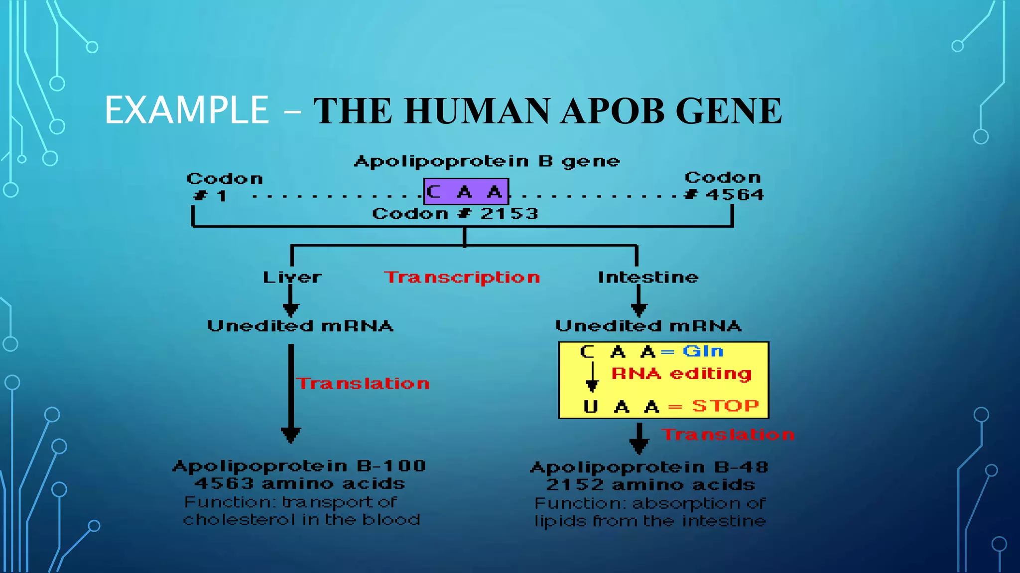 EXAMPLE - THE HUMAN APOB GENE
 