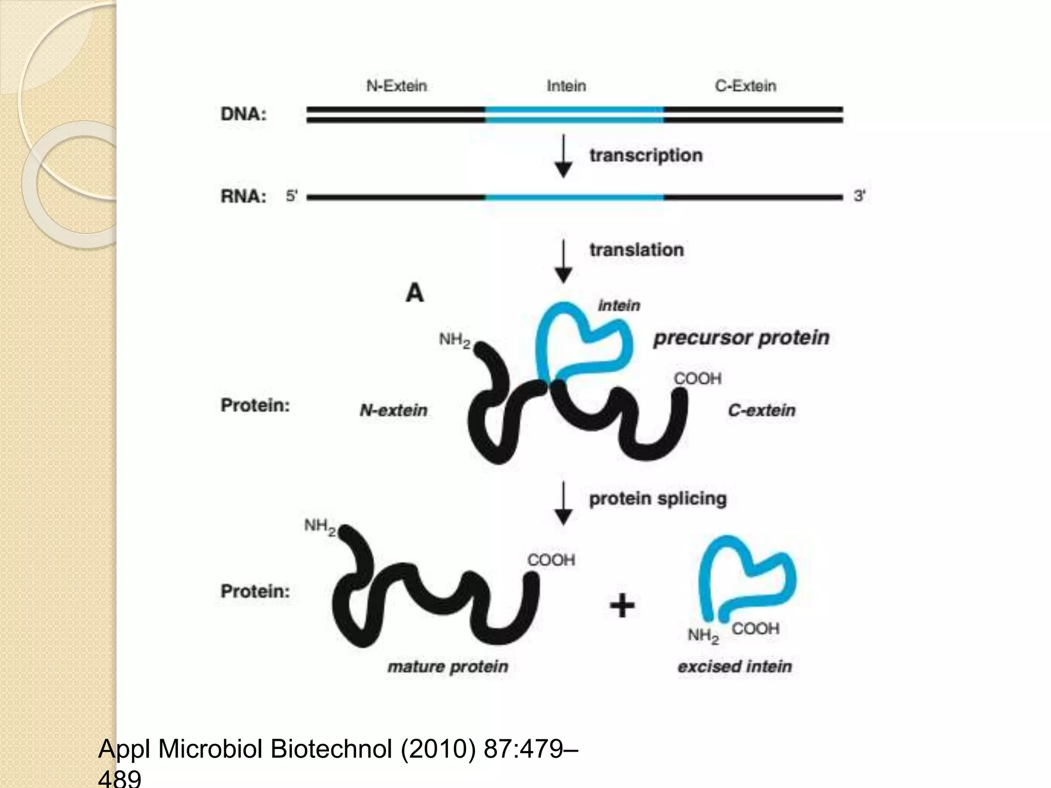 Appl Microbiol Biotechnol (2010) 87:479–
 