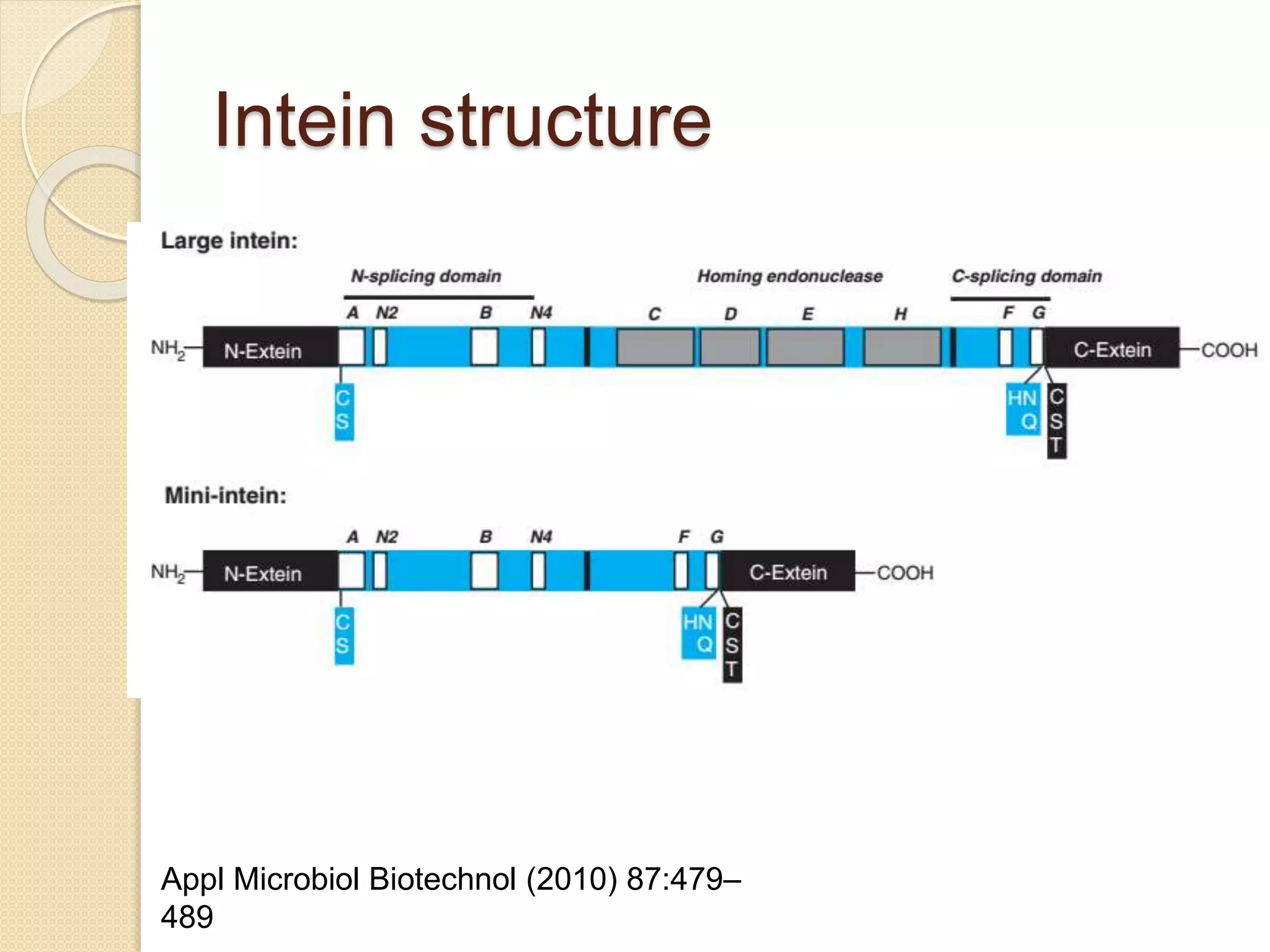 Intein structure
Appl Microbiol Biotechnol (2010) 87:479–
489
 
