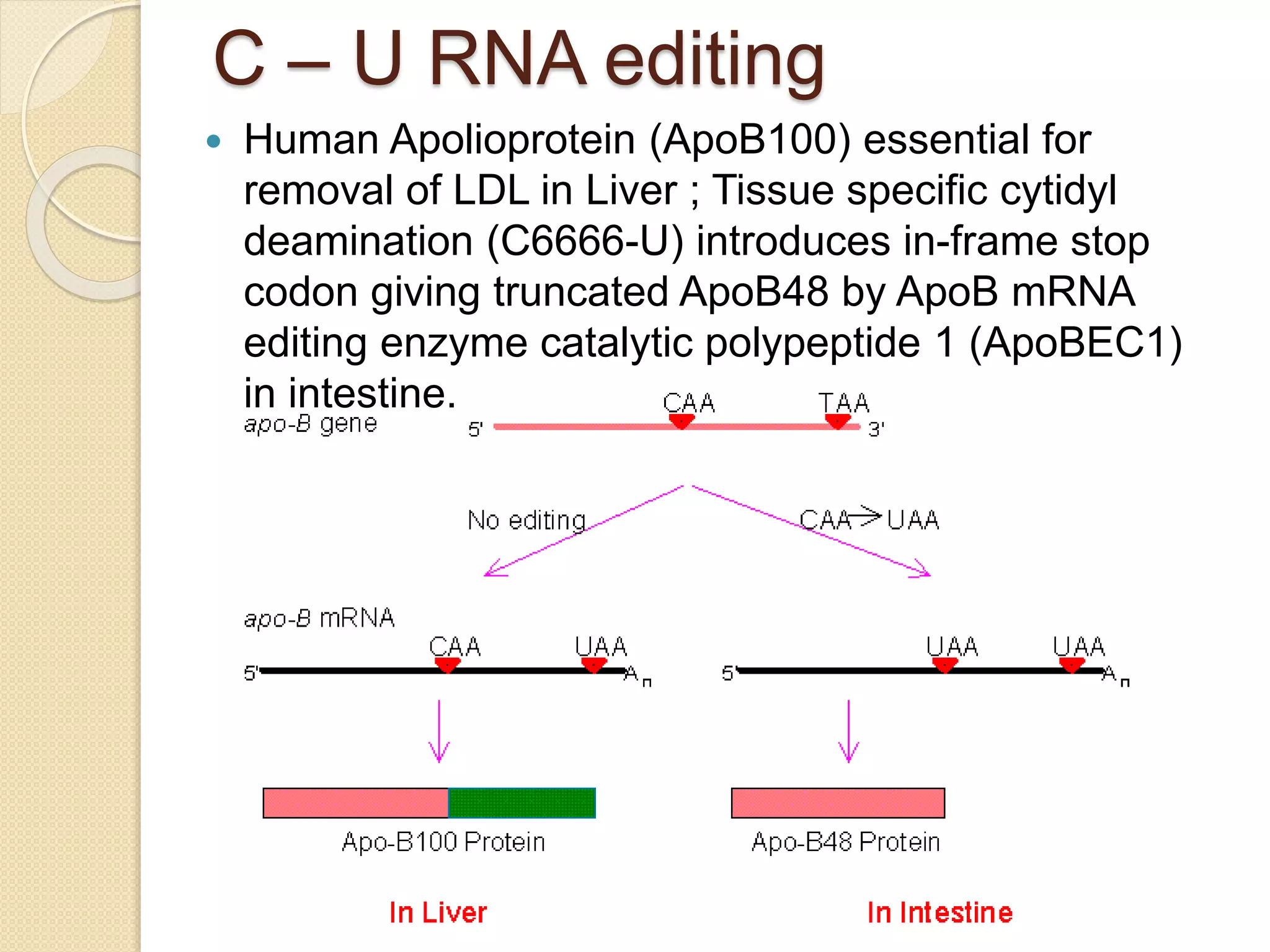 C – U RNA editing
 Human Apolioprotein (ApoB100) essential for
removal of LDL in Liver ; Tissue specific cytidyl
deamination (C6666-U) introduces in-frame stop
codon giving truncated ApoB48 by ApoB mRNA
editing enzyme catalytic polypeptide 1 (ApoBEC1)
in intestine.
 