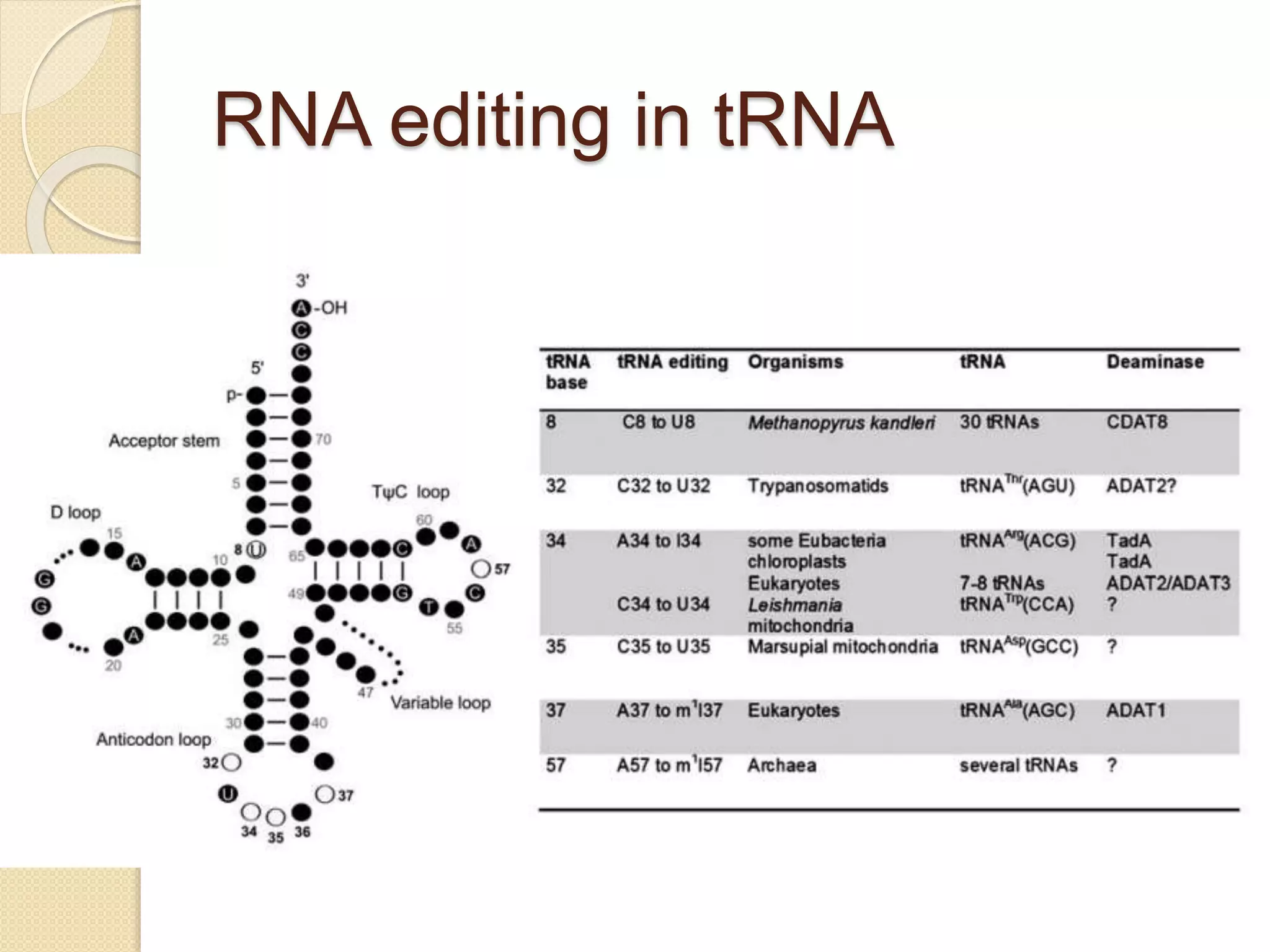 RNA editing in tRNA
 