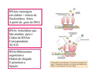 Rna E SíNtese ProteíNas.Ppt  Modo De Compatibilidade