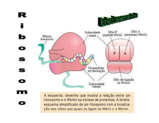 Rna E SíNtese ProteíNas.Ppt  Modo De Compatibilidade