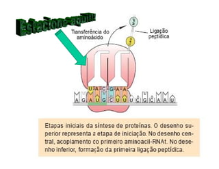 Rna E SíNtese ProteíNas.Ppt  Modo De Compatibilidade