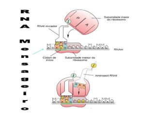Rna E SíNtese ProteíNas.Ppt  Modo De Compatibilidade