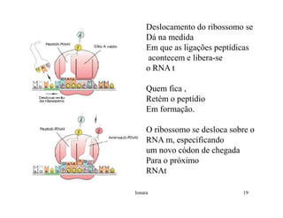 Rna E SíNtese ProteíNas.Ppt  Modo De Compatibilidade