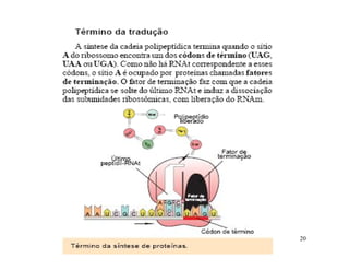 Rna E SíNtese ProteíNas.Ppt  Modo De Compatibilidade