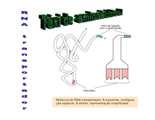 Rna E SíNtese ProteíNas.Ppt  Modo De Compatibilidade