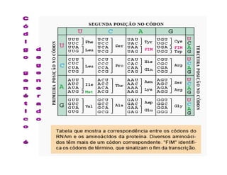 Rna E SíNtese ProteíNas.Ppt  Modo De Compatibilidade