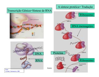 Rna E SíNtese ProteíNas.Ppt  Modo De Compatibilidade