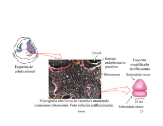 Rna E SíNtese ProteíNas.Ppt  Modo De Compatibilidade