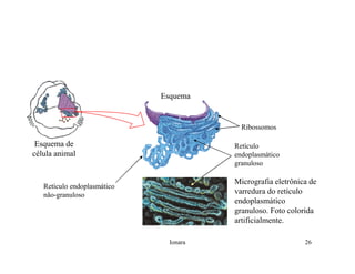 Rna E SíNtese ProteíNas.Ppt  Modo De Compatibilidade