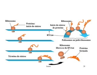 Rna E SíNtese ProteíNas.Ppt  Modo De Compatibilidade