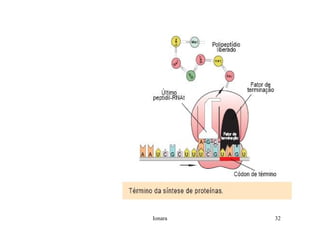 Rna E SíNtese ProteíNas.Ppt  Modo De Compatibilidade
