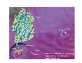 Rna E SíNtese ProteíNas.Ppt  Modo De Compatibilidade