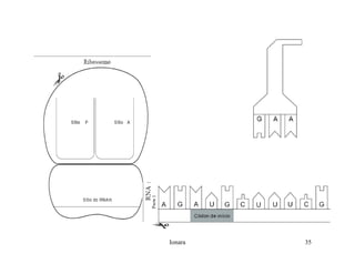 Rna E SíNtese ProteíNas.Ppt  Modo De Compatibilidade