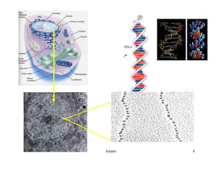 Rna E SíNtese ProteíNas.Ppt  Modo De Compatibilidade