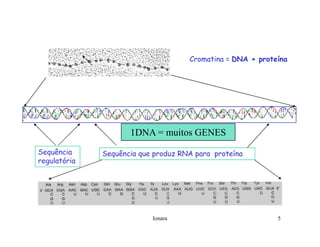 Rna E SíNtese ProteíNas.Ppt  Modo De Compatibilidade
