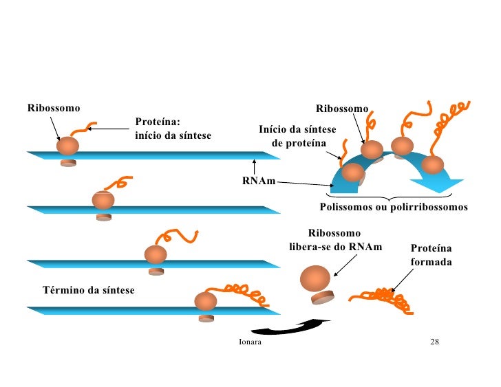 sintese de proteinas ppt Sintese de proteinas ppt.