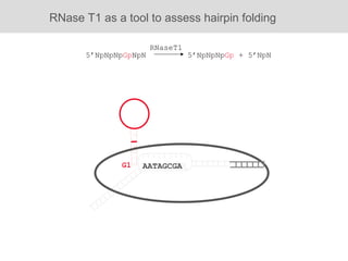 RNase T1 as a tool to assess hairpin folding AATAGCGA 5’NpNpNp Gp NpN 5’NpNpNp Gp  + 5’NpN RNaseT1 G1 