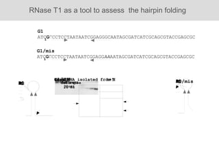 RNase T1 as a tool to assess  the hairpin folding G1 ATC G CCCTCCTAATAATCGGAGGGCAATAGCGATCATCGCAGCGTACCGAGCGC G1/mis ATC G CCCTCCTAATAATCGGAGG AA AATAGCGATCATCGCAGCGTACCGAGCGC  