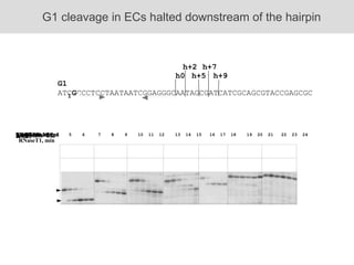 G1 ATC G CCCTCCTAATAATCGGAGGGCAATAGCGATCATCGCAGCGTACCGAGCGC G1 cleavage in ECs halted downstream of the hairpin 