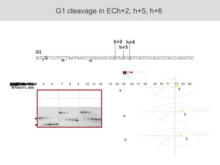 G1 ATC G CCCTCCTAATAATCGGAGGGCAATAGCGATCATCGCAGCGTACCGAGCGC AA A A 5’ 5’ 5’ 3’ 3’ 3’ h+6 G1 cleavage in ECh+2, h+5, h+6  