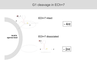 5’ 3’ A Ni-NTA  agarose bead - 4nt - 2nt ECh+7 dissociated ECh+7 intact G1 cleavage in ECh+7 5’ 3’ A 