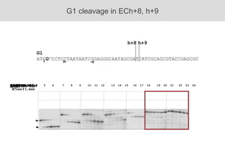 G1 ATC G CCCTCCTAATAATCGGAGGGCAATAGCGATCATCGCAGCGTACCGAGCGC G1 cleavage in ECh+8, h+9 h+8 h+9 