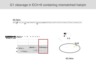 G1 cleavage in ECh+8 containing mismatched hairpin h+8 G1/mis ATC G CCCTCCTAATAATCGGAGG AA AATAGCGATCATCGCAGCGTACCGAGCGC  A 