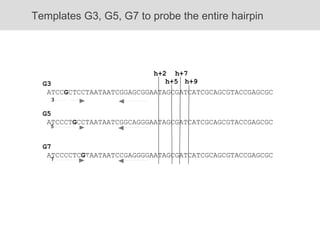 G3 ATCC G CTCCTAATAATCGGAGCGGAATAGCGATCATCGCAGCGTACCGAGCGC  Templates G3, G5, G7 to probe the entire hairpin G5 ATCCCT G CCTAATAATCGGCAGGGAATAGCGATCATCGCAGCGTACCGAGCGC G7 ATCCCCTC G TAATAATCCGAGGGGAATAGCGATCATCGCAGCGTACCGAGCGC 