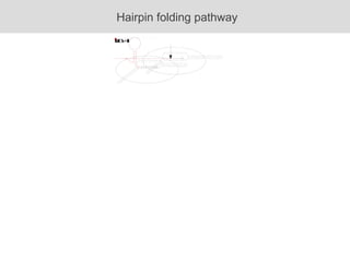 Hairpin folding pathway 