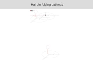 Hairpin folding pathway 