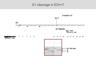 G1 ATC G CCCTCCTAATAATCGGAGGGCAATAGCGATCATCGCAGCGTACCGAGCGC G1 cleavage in ECh+7 h+7 full size -2 -4 