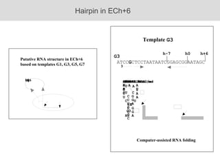 Putative RNA structure in ECh+6  based on templates G1, G3, G5, G7 Template  G3 Hairpin in ECh+6 Computer-assisted RNA folding G3 ATCC G CTCCTAATAATCGGAGCGGAATAGC h0 h+6 h-7 