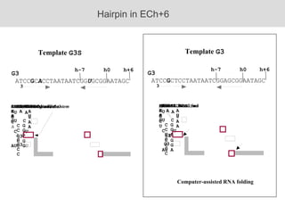Template  G3 Computer-assisted RNA folding Template  G3S Hairpin in ECh+6 G3 ATCC G CTCCTAATAATCGGAGCGGAATAGC h0 h+6 h-7 G3 ATCC G C A CCTAATAATCGG U GCGGAATAGC h0 h+6 h-7 